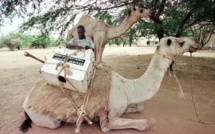 Le prochain Covid ? Les dromadaires du Kenya sous haute surveillance