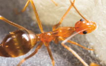 ​A Hiva Oa, tous alliés contre la fourmi folle