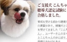 Japon: des biscuits pour chiens... à base de baleine