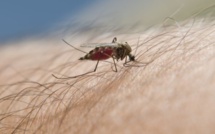L’épidémie de dengue progresse encore : 99 cas confirmés