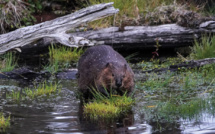 Au Chili, les castors ravagent le poumon végétal de la Terre de Feu