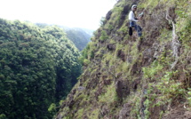 La falaise de Maruapo débarrassée de la fourmi de feu