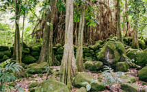 Les arbres, émanations des dieux marquisiens…
