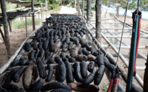 ​Pêche aux rori ouverte pour six atolls des Tuamotu