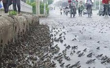 Des crapauds pour prévenir les séismes ? Pourquoi pas, selon un sismologue