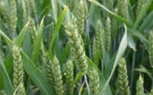 Produire autrement: l'agroécologie et l'imagination au pouvoir dans les champs