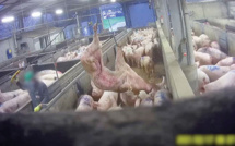 Maltraitance animale: L214 diffuse des images choc d'un abattoir du Finistère