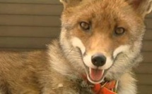 La confiscation du renard apprivoisé Zouzou confirmée en appel