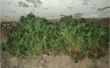 Rurutu : deux cultivateurs de "Paka" déférés pour leur comparution immédiate