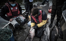 Brexit: la tension monte entre Paris et Londres sur le sort des pêcheurs français à Jersey