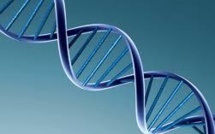 L'ADN humain naturel ne peut pas être breveté