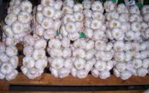 Vaucluse: deux tonnes d'ail volées, arrachées dans un champ de nuit