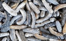 Des touristes asiatiques arrêtés pour vol de concombres de mer dans les Galapagos