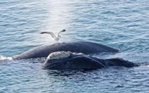 Les baleineaux de Patagonie en danger, le goéland dans le viseur