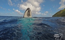 Premières baleines observées à Rurutu