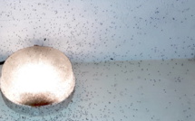 Invasion de moucherons à Rurutu