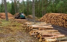 La filière forêt-bois prête à créer 25.000 emplois d'ici 2020