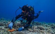 50 ans du Criobe, pionnier de la recherche sur les récifs coralliens