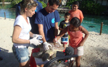 Lina, la jeune tortue verte retrouve le grand océan polynésien