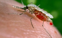 Dengue : 139 cas confirmés en Polynésie