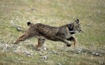 Les gendarmes de Saint-Tropez retrouvent le lynx en goguette de vacanciers russes