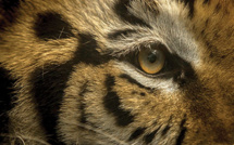 Un tigre en liberté retrouvé au Texas après une semaine de recherches