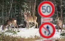 Japon: pipi de loup et rugissements de lion contre les cerfs