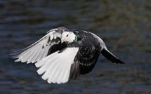 Un pigeon survole 8.000 km au-dessus du Pacifique, du Japon au Canada