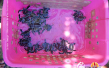 Un nid de 25 tortues découvert à Faaone