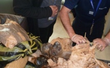 Ces denrées qu'il ne faut surtout pas rapporter dans ses bagages