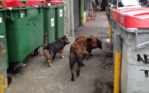 Haro sur les chiens errants à Papeete et Pirae
