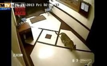 Inde: un léopard filmé en train de chasser... dans un immeuble de Bombay