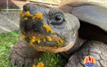 Te Ara u’i reprend des forces 