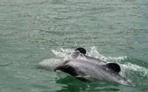 Des scientifiques exhortent la N-Zélande à sauver le dauphin Maui