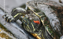 Gare aux tortues de Floride au fenua