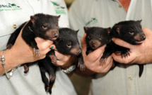 Australie continentale: des diables de Tasmanie nés dans la nature, 3.000 ans après leur disparition