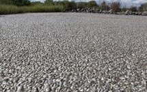 Mexique: 500 tonnes de poisson morts dans un barrage pollué