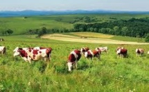 Dix pistes pour réduire l'impact de l'agriculture sur le climat