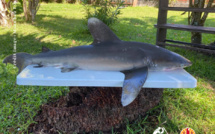 Une carcasse de parata retrouvée sur une plage à Moorea