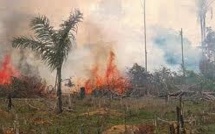 En Indonésie, la forêt vierge part en fumée
