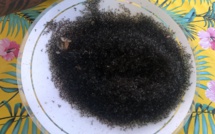 Les moucherons envahissent les Gambier, la population demande de l'aide