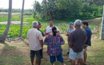 Vers une nouvelle gestion des tarodières de Rimatara