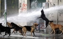Quelque 500.000 chiens errants dans les rues de Santiago du Chili
