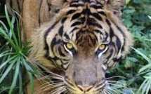Des Indonésiens coincés plusieurs jours dans un arbre par des tigres