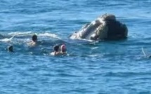 Un surfeur australien assommé par la queue d'une baleine