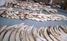 Près de 3,3 tonnes d'ivoire saisies au port kényan de Mombasa