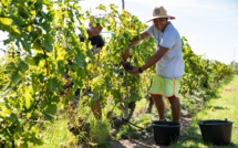 Les vins de Rangiroa récompensés