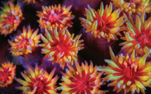 Les écosystèmes coralliens "sous un œil insolite"