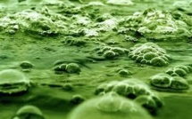 La Nouvelle-Calédonie mise sur les potentiels économiques des micro-algues