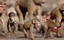 La citadelle de Besançon repousse les babouins vandales